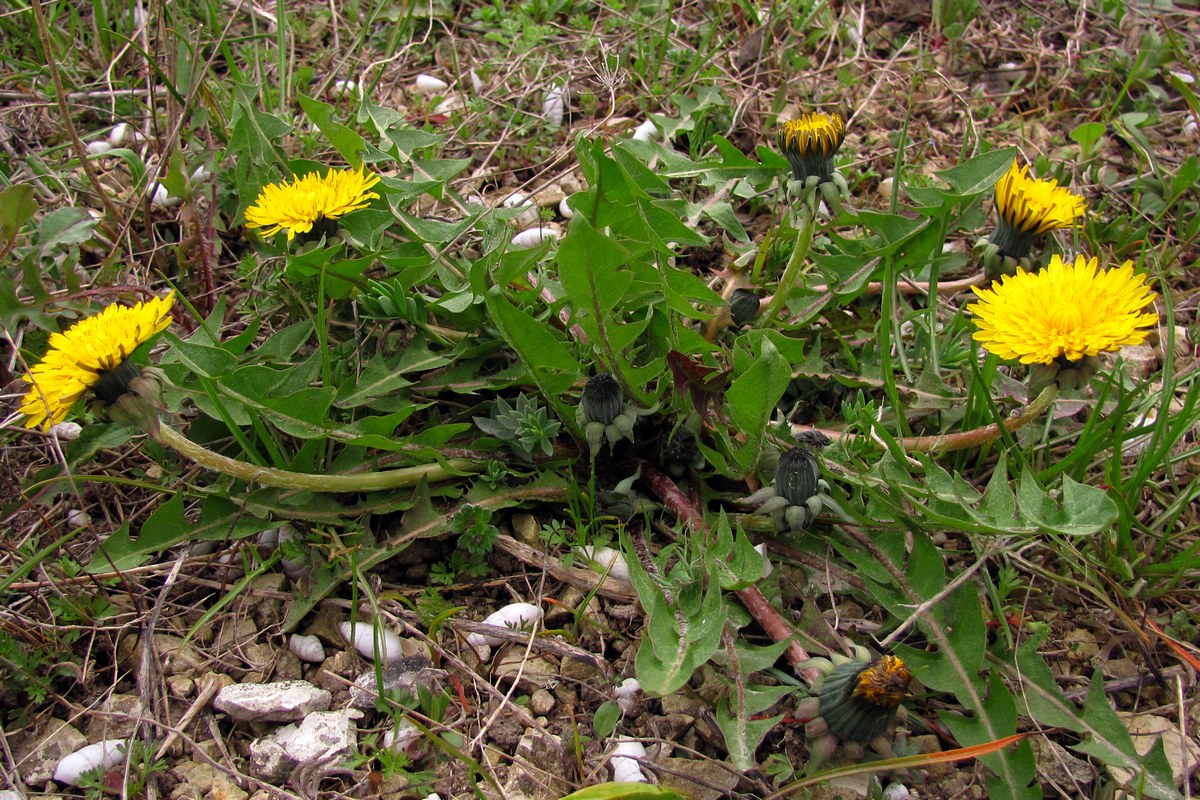 Изображение особи род Taraxacum.