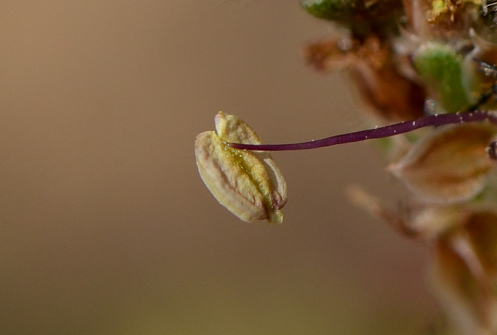 Image of Plantago albicans specimen.