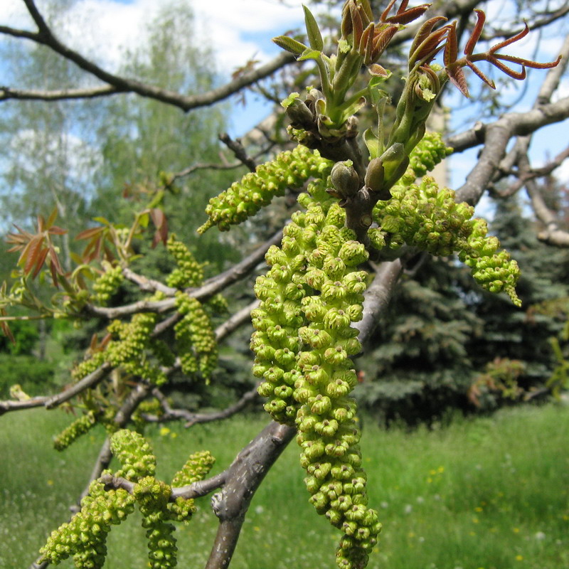 Изображение особи Juglans regia.