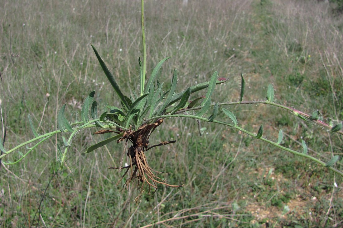 Image of genus Hieracium specimen.