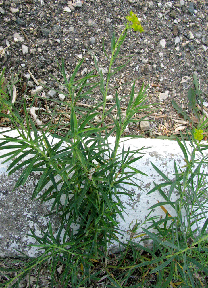 Image of Euphorbia virgata specimen.