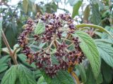 Viburnum rhytidophyllum. Соплодие с недавно завязавшимися плодами. Крым, Ялта, в культуре. 19 мая 2012 г.