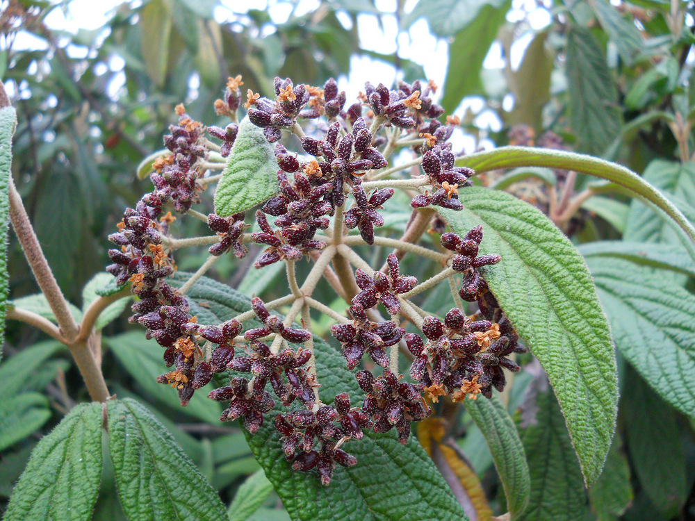 Image of Viburnum rhytidophyllum specimen.