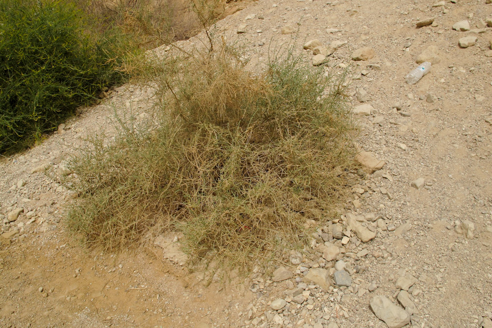 Image of Salsola cyclophylla specimen.