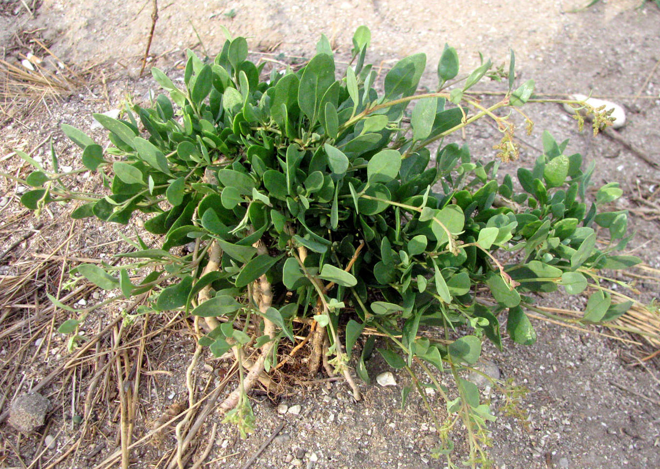 Image of Halimione verrucifera specimen.