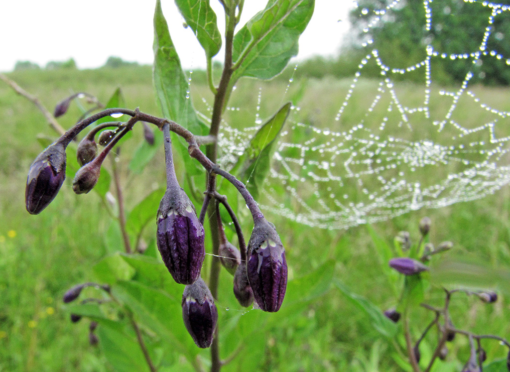 Изображение особи Solanum dulcamara.