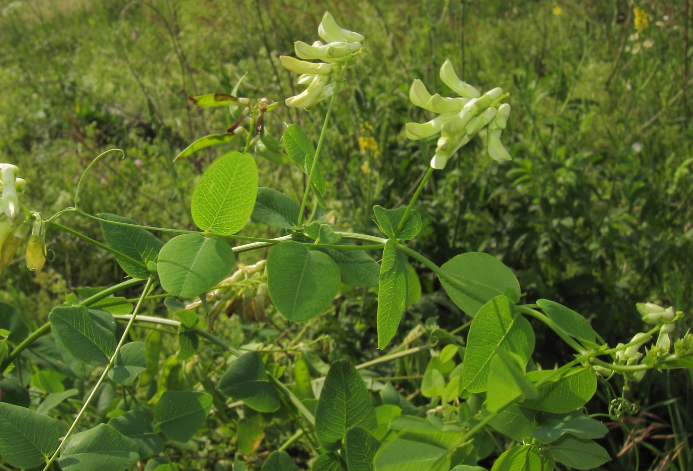 Image of Vicia pisiformis specimen.