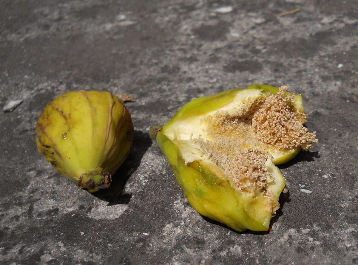 Image of Ficus carica specimen.