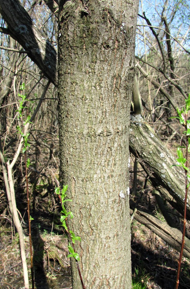 Изображение особи Salix myrsinifolia.