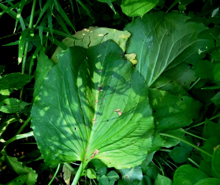 Image of Symplocarpus renifolius specimen.