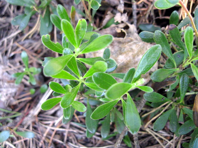 Image of Arctostaphylos uva-ursi specimen.