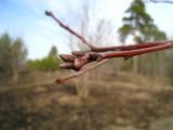 Quercus rubra