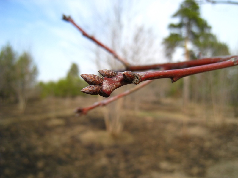 Image of Quercus rubra specimen.