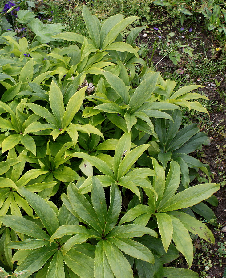 Image of Helleborus caucasicus specimen.