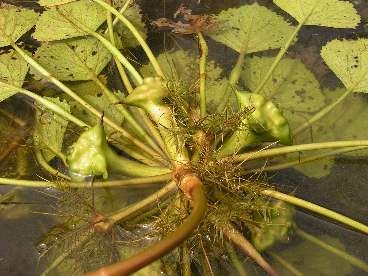 Image of Trapa manshurica specimen.