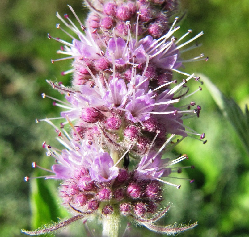 Изображение особи Mentha longifolia.