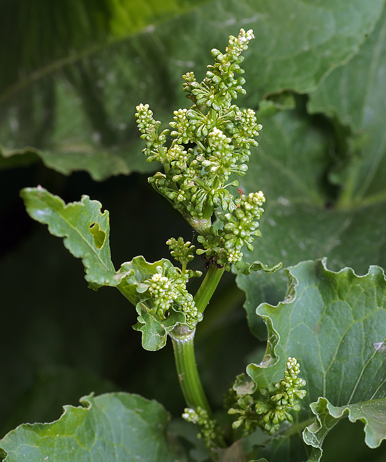 Image of Rumex confertus specimen.