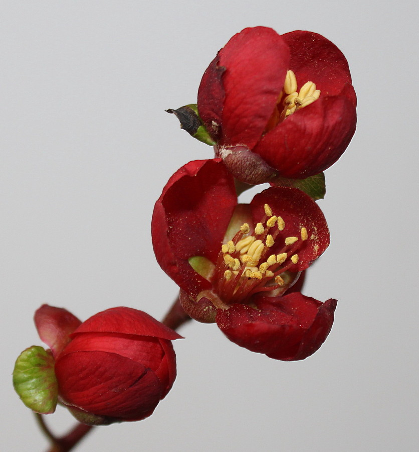 Image of Chaenomeles speciosa specimen.