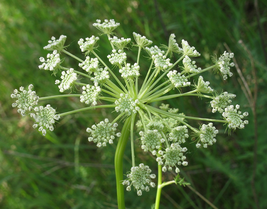 Image of Seseli libanotis specimen.