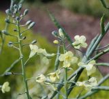 Brassica oleracea. Верхушки соцветий. Германия, г. Krefeld, ботанический сад. 16.09.2012.