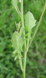 Arabidopsis arenosa. Стеблевые листья. С-Петербург, 13 мая 2009 г.