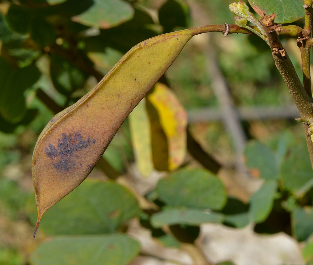 Изображение особи Bauhinia galpinii.