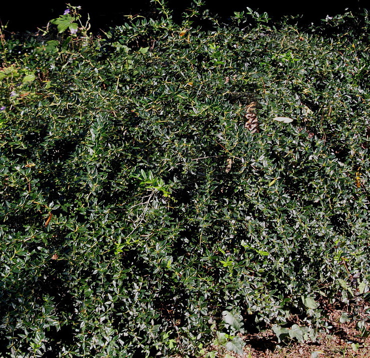 Image of Berberis verruculosa specimen.