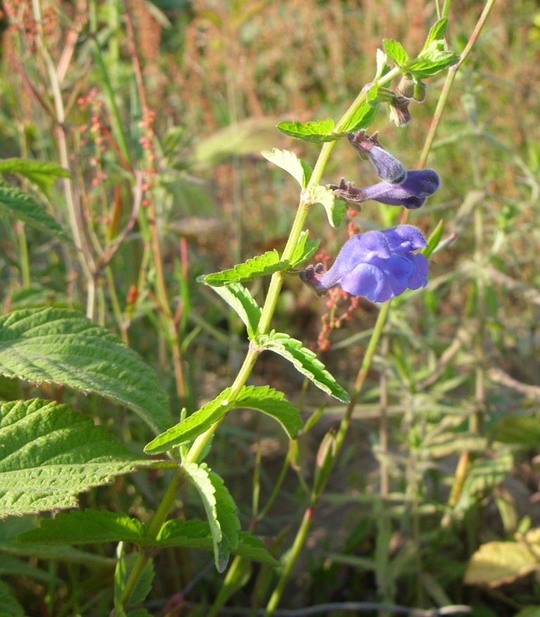 Image of Scutellaria tuminensis specimen.