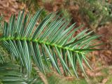 Cunninghamia lanceolata