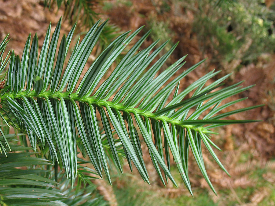 Изображение особи Cunninghamia lanceolata.