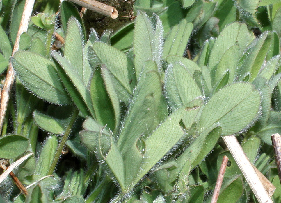 Image of Trifolium ochroleucon specimen.