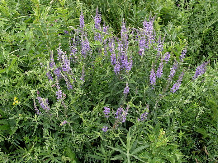 Image of Veronica longifolia specimen.