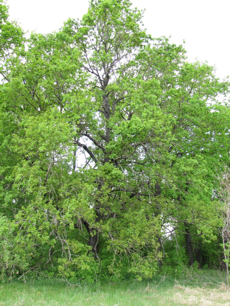 Image of Quercus robur specimen.