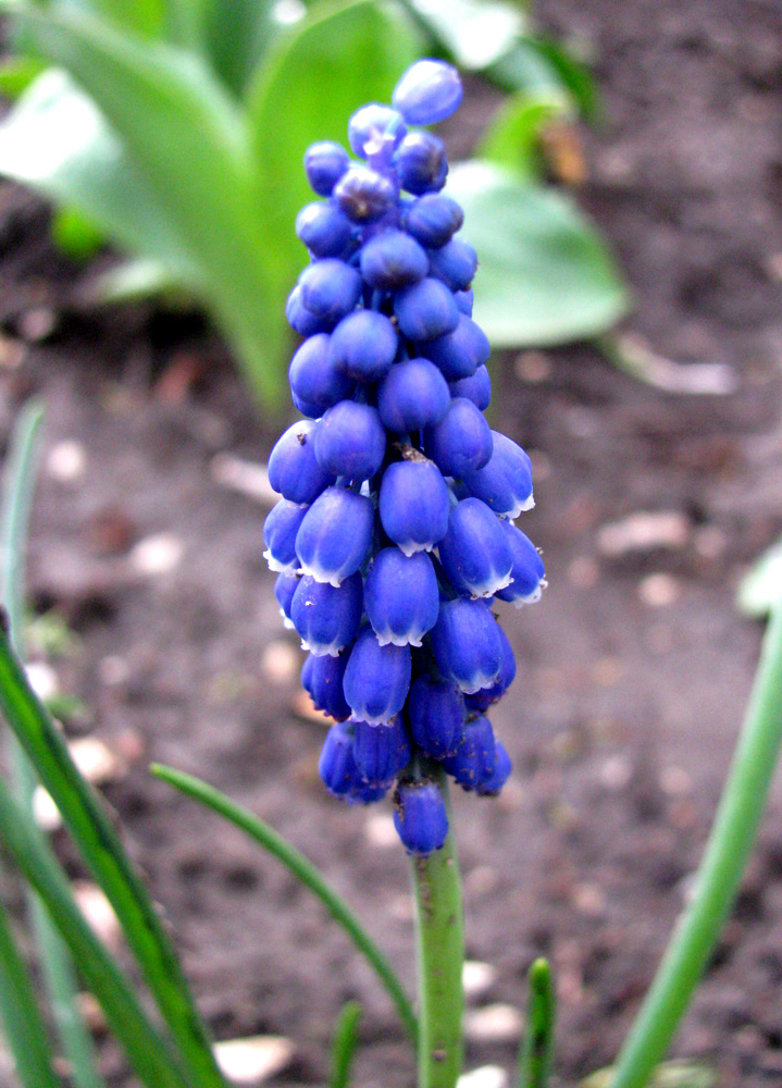 Image of Muscari neglectum specimen.