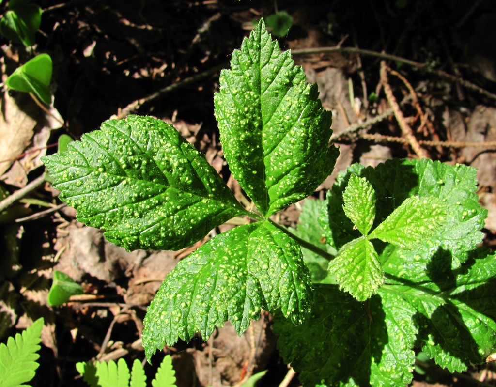 Image of Rubus saxatilis specimen.