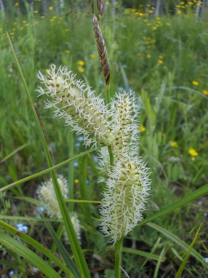 Image of Carex rhynchophysa specimen.