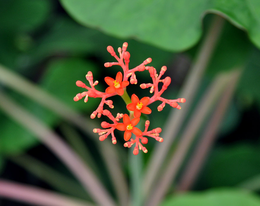 Изображение особи Jatropha podagrica.