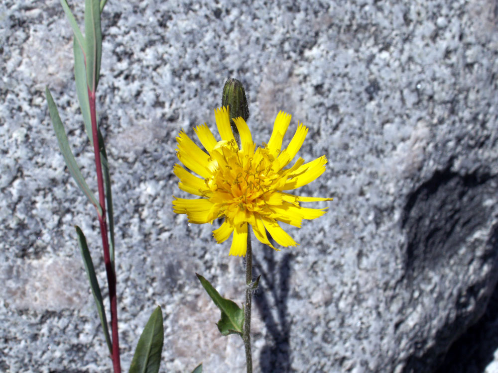 Image of Hieracium korshinskyi specimen.