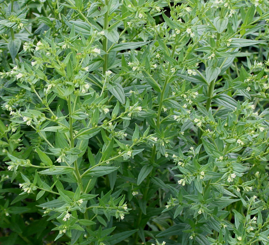 Image of Lithospermum officinale specimen.