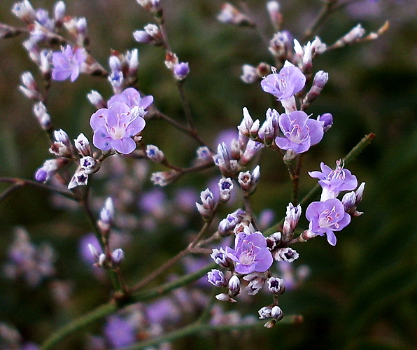 Image of Limonium coriarium specimen.