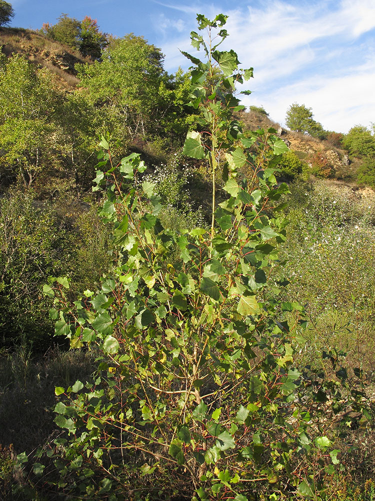 Image of Populus nigra specimen.