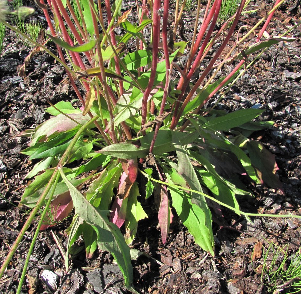 Image of Hieracium vulgatum specimen.