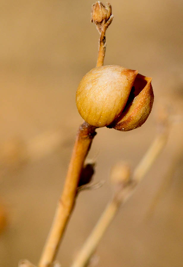 Изображение особи Scrophularia deserti.