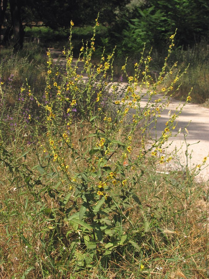 Image of Verbascum sinuatum specimen.