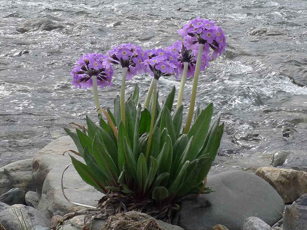 Image of Primula macrophylla specimen.