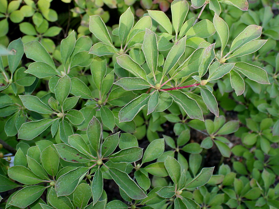 Изображение особи Enkianthus campanulatus.