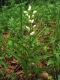 Cephalanthera longifolia. Цветущее растение. Украина, окр. Львова, Винниковский лес. 28 мая 2009 г.