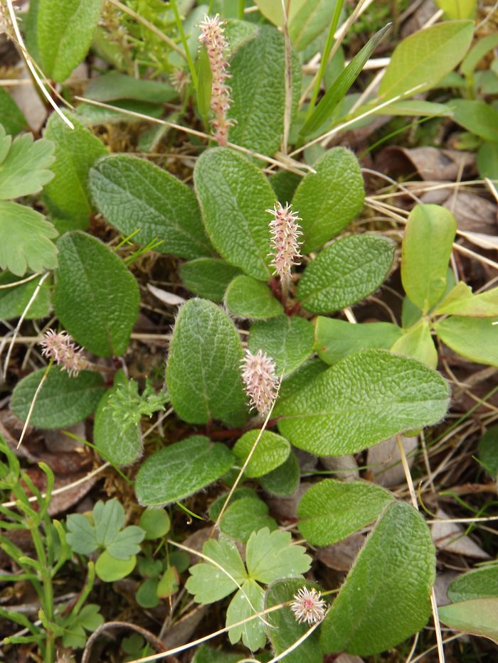 Изображение особи Salix reticulata.