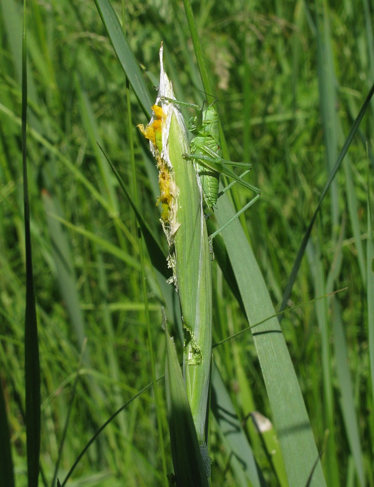 Image of Iris halophila specimen.