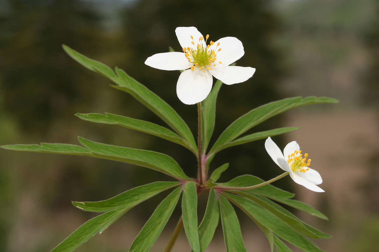 Image of Anemone caerulea specimen.